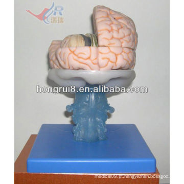 Modelo avançado de cérebro de PVC, cérebro cerebral anatômico com artérias
